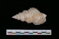 藏品(佛克峨螺)的圖片